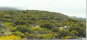 Great Australian Bight in the distance