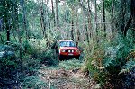 Dense scrub around a side track!