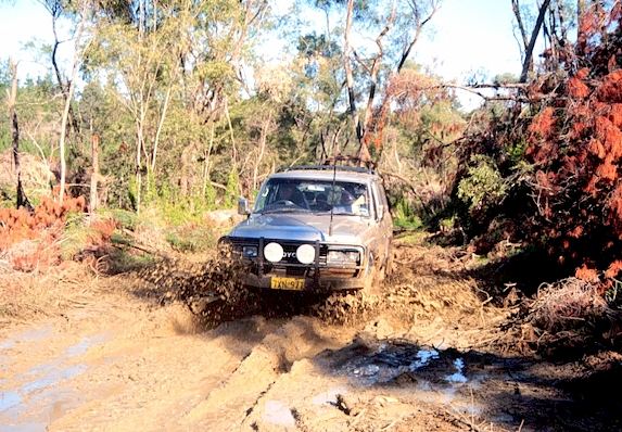 Froggy enjoying the muddy conditions!